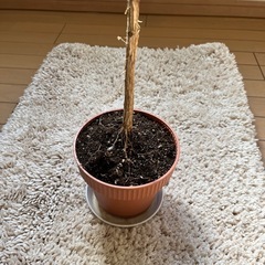 ハワイコナコーヒーの木の画像