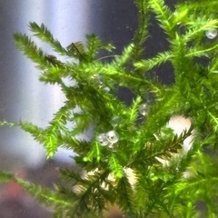 メダカ　針子の画像