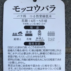 モッコウバラ(白)苗木の画像