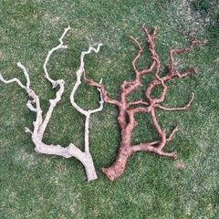 観葉植物の画像