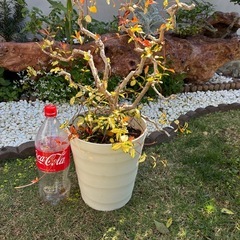 観葉植物の画像