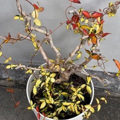 観葉植物の画像