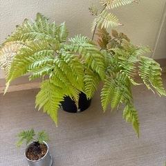 シダ類　二つセットの画像