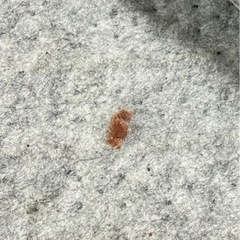 【まだまだ寒い2月に】ホットカーペット 2帖 176×176／動作OK／カバー使用で快適の画像