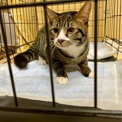 キジシロ　オス