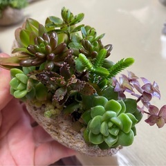 多肉植物寄せ植え　2個セットの画像