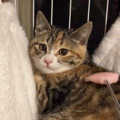超かわいい三毛猫　姉妹　3ヶ月半