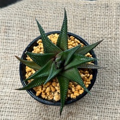 ハオルチア ルリデン ② 瑠璃殿 るりでん 多肉植物の画像