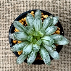 ハオルチア     ピリフェラ錦　多肉植物の画像