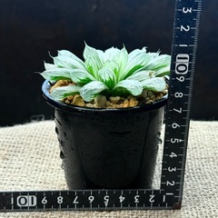 ハオルチア     ピリフェラ錦　多肉植物の画像