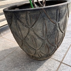 観葉植物　オリーブの木　植木鉢込みの画像