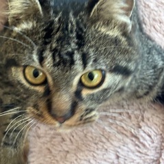 キジトラの甘えん坊な男の子