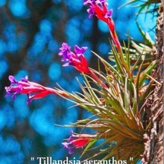 ✨BraBra✨エアープランツ アエラントス ②チランジア 着生植物の画像