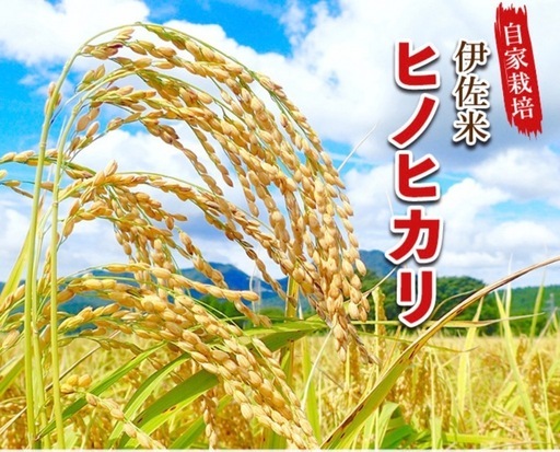 コシヒカリ　伊佐米
