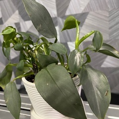 ✨🉐✨【カッコイイ観葉植物】フィロデンドロンシルバーメタル　　おしゃれな鉢、カッコイイタグ付の画像