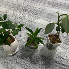 ✨🉐✨ フィロデンドロン、ガジュマル、青年の木【3鉢セット】の画像