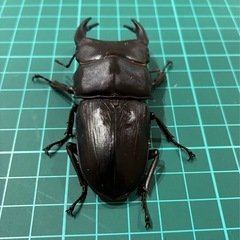 【ネット決済 配送可】 能勢YG 国産オオクワガタ ♂1♀1 計2匹 ♂81.6 ♀52.8 の画像