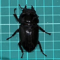 【ネット決済 配送可】 能勢YG 国産オオクワガタ ♂1♀1 計2匹 ♂81.6 ♀52.8 の画像
