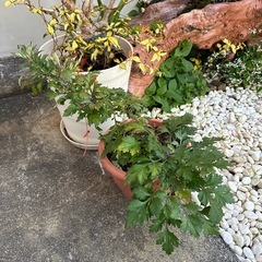 観葉植物の画像