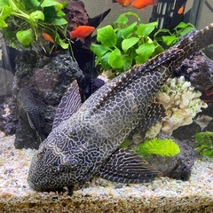 熱帯魚　　セルフィンプレコの画像