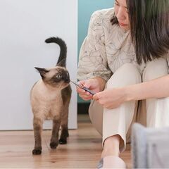 ペットと引越しMwP　家財の引越しとペットと人の送迎、全国…