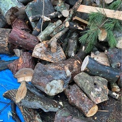 【無料】カシノキ・クスノキ・ヒノキ・丸太の画像