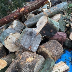 【無料】カシノキ・クスノキ・ヒノキ・丸太の画像