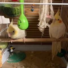 オカメインコです - その他