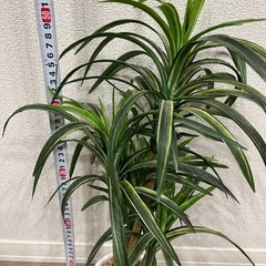 【決定】造花　ドナセラの画像