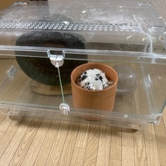 グラスハーモニー　450N　ハムスター　ケージの画像