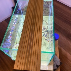 グッピーの画像