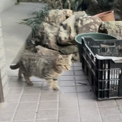 最強にかわいい　ずんぐりフォルム　キジ　兄弟