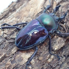 ニジイロクワガタ紫紺系ブルー♂単の画像