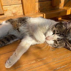 生後約7ヵ月　去勢済　4月までにお願い！ − 沖縄県