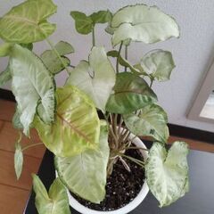 シンゴニウム　鉢植えの画像