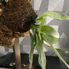 ✨🉐✨【観葉植物】ビカクシダ （コウモリラン） ベイチーコルク板仕立て　かっこいいタグ付の画像