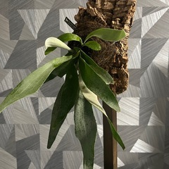 ✨🉐✨【観葉植物】ビカクシダ （コウモリラン） ベイチーコルク板仕立て　かっこいいタグ付の画像