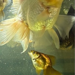 オランダハーフムーンの画像