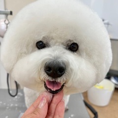 🐶わんちゃんのカットモデル募集✂️