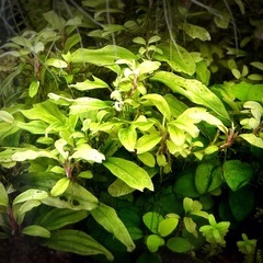 無農薬　水草 5種 まとめて　ロタラ　ブセファランドラ　ウィローモス　などの画像