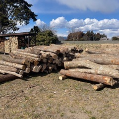 ナラ　玉切り済み丸太【薪】の画像