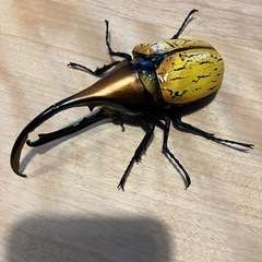 ヘラクレス・オキシデンタリス　ガチャの画像