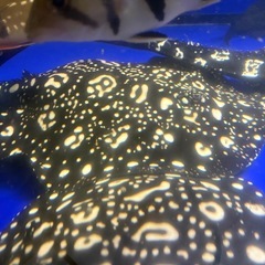 ダイヤモンドポルカ、品川　の画像