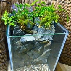 水の流れる滝テラリウム水槽の画像