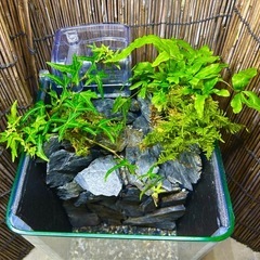水の流れる滝テラリウム水槽の画像