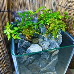水の流れる滝テラリウム水槽の画像