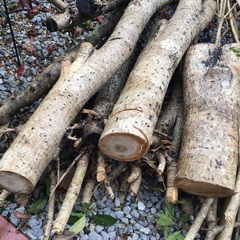 無料‼️  薪ストーブ、キャンプ用の画像