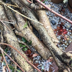 無料‼️  薪ストーブ、キャンプ用の画像