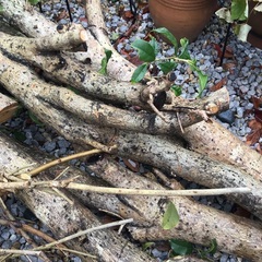 無料‼️  薪ストーブ、キャンプ用の画像