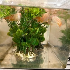 パラダイスフィッシュ　アルビノ8匹セットの画像